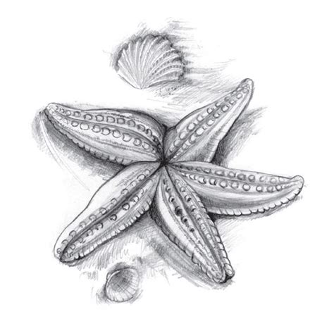 How to draw a starfish with a pencil step.